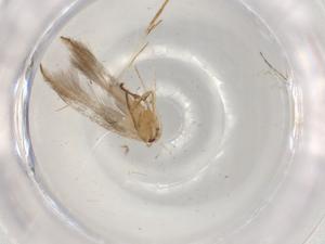  ( - BIOUG95760-G09)  @11 [ ] CreativeCommons - Attribution (2022) Centre for Biodiversity Genomics Centre for Biodiversity Genomics