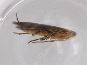  ( - BIOUG95763-A01)  @11 [ ] CreativeCommons - Attribution (2022) Centre for Biodiversity Genomics Centre for Biodiversity Genomics