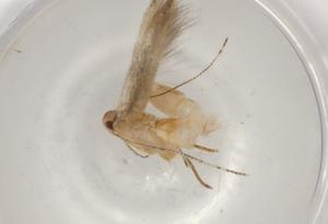  ( - BIOUG96631-A12)  @11 [ ] CreativeCommons - Attribution (2022) Centre for Biodiversity Genomics Centre for Biodiversity Genomics