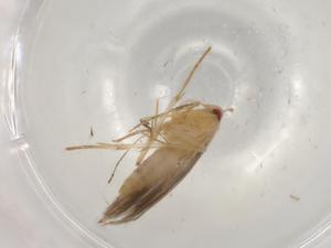  ( - BIOUG96631-B12)  @11 [ ] CreativeCommons - Attribution (2022) Centre for Biodiversity Genomics Centre for Biodiversity Genomics