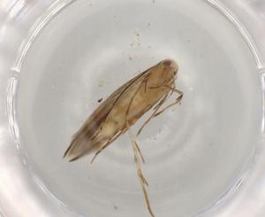  ( - BIOUG96631-E01)  @11 [ ] CreativeCommons - Attribution (2022) Centre for Biodiversity Genomics Centre for Biodiversity Genomics