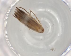  ( - BIOUG96631-H11)  @11 [ ] CreativeCommons - Attribution (2022) Centre for Biodiversity Genomics Centre for Biodiversity Genomics