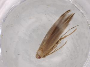  (Cosmopterix madeleinae - BIOUG96632-A11)  @11 [ ] CreativeCommons - Attribution (2022) Centre for Biodiversity Genomics Centre for Biodiversity Genomics