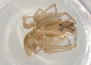  ( - BIOUG96633-F01)  @11 [ ] CreativeCommons - Attribution (2023) Centre for Biodiversity Genomics Centre for Biodiversity Genomics