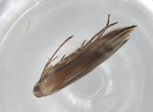  ( - BIOUG96710-H11)  @11 [ ] CreativeCommons - Attribution (2023) Centre for Biodiversity Genomics Centre for Biodiversity Genomics