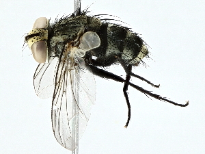 ( - BIOUG97727-G03)  @11 [ ] CreativeCommons - Attribution (2022) CBG Photography Group Centre for Biodiversity Genomics