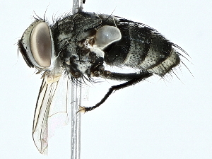  ( - BIOUG97727-G10)  @11 [ ] CreativeCommons - Attribution (2022) CBG Photography Group Centre for Biodiversity Genomics
