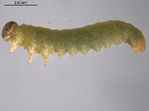  ( - 10PROBE-18743)  @13 [ ] CreativeCommons - Attribution (2010) CBG Photography Group Centre for Biodiversity Genomics