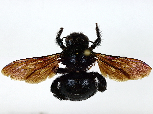  (Xylocopa darwini - BIOUG91302-F07)  @11 [ ] CreativeCommons - Attribution (2022) CBG Photography Group Centre for Biodiversity Genomics