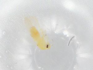  ( - BIOUG95173-F03)  @11 [ ] CreativeCommons - Attribution (2022) Centre for Biodiversity Genomics Centre for Biodiversity Genomics