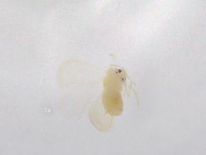  ( - BIOUG95174-A04)  @11 [ ] CreativeCommons - Attribution (2022) Centre for Biodiversity Genomics Centre for Biodiversity Genomics