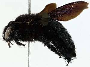  ( - BIOUG95311-C01)  @11 [ ] CreativeCommons - Attribution (2022) CBG Photography Group Centre for Biodiversity Genomics