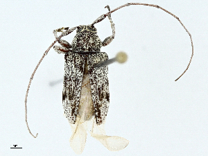  ( - BIOUG95340-D12)  @11 [ ] CreativeCommons - Attribution (2022) CBG Photography Group Centre for Biodiversity Genomics