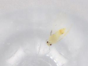  ( - BIOUG95688-D02)  @11 [ ] CreativeCommons - Attribution (2022) Centre for Biodiversity Genomics Centre for Biodiversity Genomics