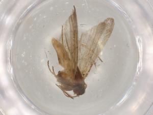  (Shafferiessa pumila - BIOUG95740-D03)  @11 [ ] CreativeCommons - Attribution (2022) Centre for Biodiversity Genomics Centre for Biodiversity Genomics