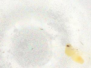  ( - BIOUG95743-C06)  @11 [ ] CreativeCommons - Attribution (2022) Centre for Biodiversity Genomics Centre for Biodiversity Genomics