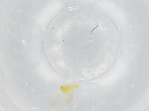  ( - BIOUG95918-E11)  @11 [ ] CreativeCommons - Attribution (2022) Centre for Biodiversity Genomics Centre for Biodiversity Genomics