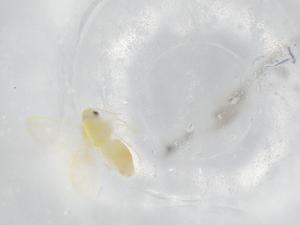  ( - BIOUG95918-G06)  @11 [ ] CreativeCommons - Attribution (2022) Centre for Biodiversity Genomics Centre for Biodiversity Genomics