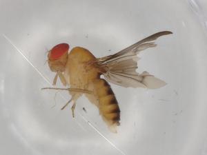  ( - BIOUG95922-C08)  @11 [ ] CreativeCommons - Attribution (2022) Centre for Biodiversity Genomics Centre for Biodiversity Genomics