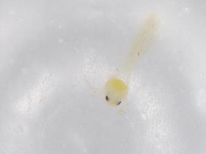  ( - BIOUG95927-C03)  @11 [ ] CreativeCommons - Attribution (2022) Centre for Biodiversity Genomics Centre for Biodiversity Genomics