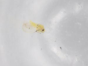  ( - BIOUG95927-H11)  @11 [ ] CreativeCommons - Attribution (2022) Centre for Biodiversity Genomics Centre for Biodiversity Genomics