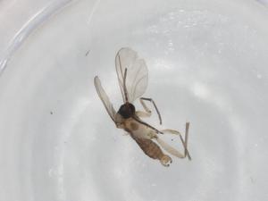  (Bradysia bishopi - BIOUG96343-E03)  @11 [ ] CreativeCommons - Attribution (2022) Centre for Biodiversity Genomics Centre for Biodiversity Genomics