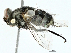  ( - BIOUG97725-B05)  @11 [ ] CreativeCommons - Attribution (2022) CBG Photography Group Centre for Biodiversity Genomics