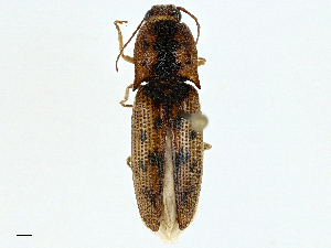  (Monocrepidius galapagoensis - BIOUG97725-E03)  @11 [ ] CreativeCommons - Attribution (2022) CBG Photography Group Centre for Biodiversity Genomics