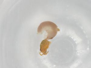  ( - BIOUG95701-G06)  @11 [ ] CreativeCommons - Attribution (2022) Centre for Biodiversity Genomics Centre for Biodiversity Genomics