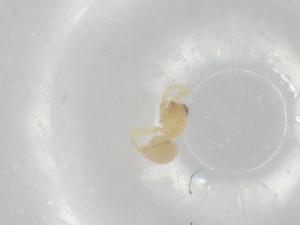  ( - BIOUG95705-E10)  @11 [ ] CreativeCommons - Attribution (2022) Centre for Biodiversity Genomics Centre for Biodiversity Genomics