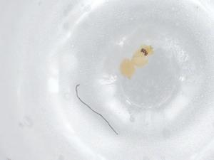  ( - BIOUG95707-E06)  @11 [ ] CreativeCommons - Attribution (2022) Centre for Biodiversity Genomics Centre for Biodiversity Genomics