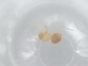  ( - BIOUG95877-G01)  @11 [ ] CreativeCommons - Attribution (2022) Centre for Biodiversity Genomics Centre for Biodiversity Genomics