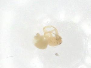  ( - CBG-A07784-G08)  @11 [ ] CreativeCommons - Attribution Share - Alike (2023) Centre for Biodiversity Genomics Centre for Biodiversity Genomics