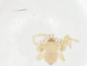  ( - CBG-A08966-C05)  @11 [ ] CreativeCommons - Attribution Share - Alike (2023) Centre for Biodiversity Genomics Centre for Biodiversity Genomics