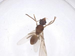  (Tapinoma ramulorum - CBG-A39885-E01)  @11 [ ] CreativeCommons - Attribution Share - Alike (2024) Centre for Biodiversity Genomics Centre for Biodiversity Genomics