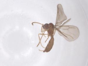  (Leptanilloides AFC7528 - CBG-A44908-A09)  @11 [ ] CreativeCommons - Attribution Share - Alike (2024) Centre for Biodiversity Genomics Centre for Biodiversity Genomics