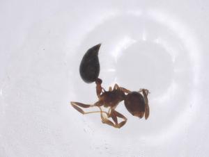  ( - CBG-A46208-D11)  @11 [ ] CreativeCommons - Attribution Share - Alike (2024) Centre for Biodiversity Genomics Centre for Biodiversity Genomics