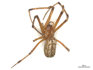  (Leucauge atrostricta - CBG-B16157-H04)  @11 [ ] CreativeCommons - Attribution Share - Alike (2025) CBG Photography Group Centre for Biodiversity Genomics