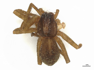  ( - CBG-B16157-H05)  @11 [ ] CreativeCommons - Attribution Share - Alike (2025) CBG Photography Group Centre for Biodiversity Genomics