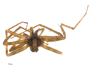  ( - CBG-B16518-H10)  @11 [ ] CreativeCommons - Attribution Share - Alike (2025) CBG Photography Group Centre for Biodiversity Genomics