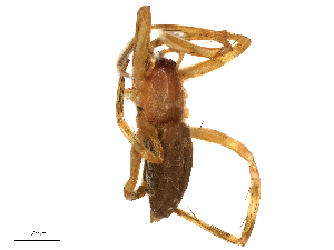  ( - CBG-B16535-H09)  @11 [ ] CreativeCommons - Attribution Share - Alike (2025) CBG Photography Group Centre for Biodiversity Genomics