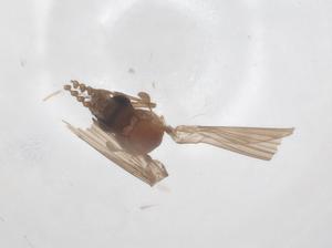  ( - CBG-B18023-C04)  @11 [ ] CreativeCommons - Attribution Share - Alike (2025) Centre for Biodiversity Genomics Centre for Biodiversity Genomics