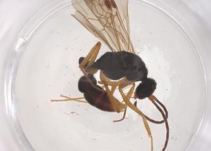  ( - CBG-B18083-A01)  @11 [ ] CreativeCommons - Attribution Share - Alike (2025) Centre for Biodiversity Genomics Centre for Biodiversity Genomics