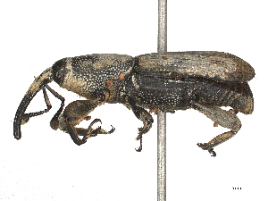  ( - CBG-B18106-D09)  @11 [ ] CreativeCommons - Attribution Share - Alike (2025) CBG Photography Group Centre for Biodiversity Genomics