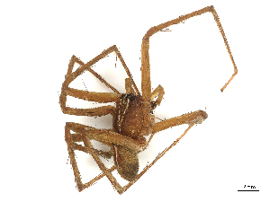  ( - CBG-B18106-F10)  @11 [ ] CreativeCommons - Attribution Share - Alike (2025) CBG Photography Group Centre for Biodiversity Genomics