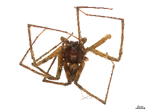  ( - CBG-B18106-F11)  @11 [ ] CreativeCommons - Attribution Share - Alike (2025) CBG Photography Group Centre for Biodiversity Genomics