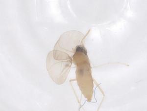  ( - CBG-B18137-A11)  @11 [ ] CreativeCommons - Attribution Share - Alike (2025) Centre for Biodiversity Genomics Centre for Biodiversity Genomics