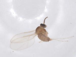  ( - CBG-B18137-B10)  @11 [ ] CreativeCommons - Attribution Share - Alike (2025) Centre for Biodiversity Genomics Centre for Biodiversity Genomics