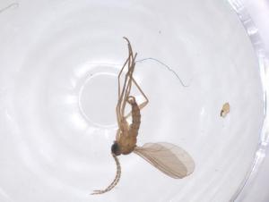  ( - CBG-B18137-C12)  @11 [ ] CreativeCommons - Attribution Share - Alike (2025) Centre for Biodiversity Genomics Centre for Biodiversity Genomics