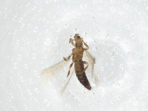  ( - CBG-A10546-E08)  @11 [ ] CreativeCommons - Attribution Share - Alike (2023) Centre for Biodiversity Genomics Centre for Biodiversity Genomics